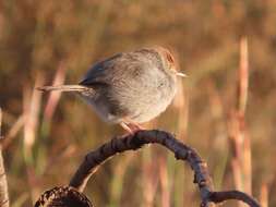 Imagem de Cisticola fulvicapilla silberbauer (Roberts 1919)