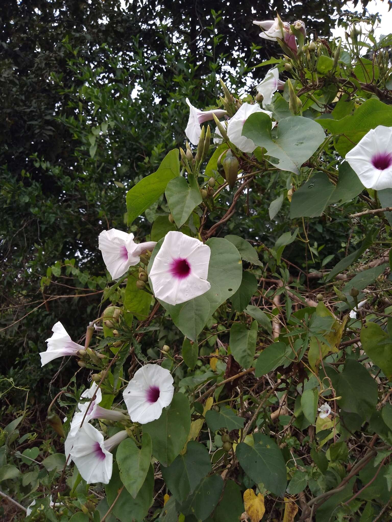 Image of Ipomoea squamosa Choisy