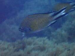 Image of Azores Chromis