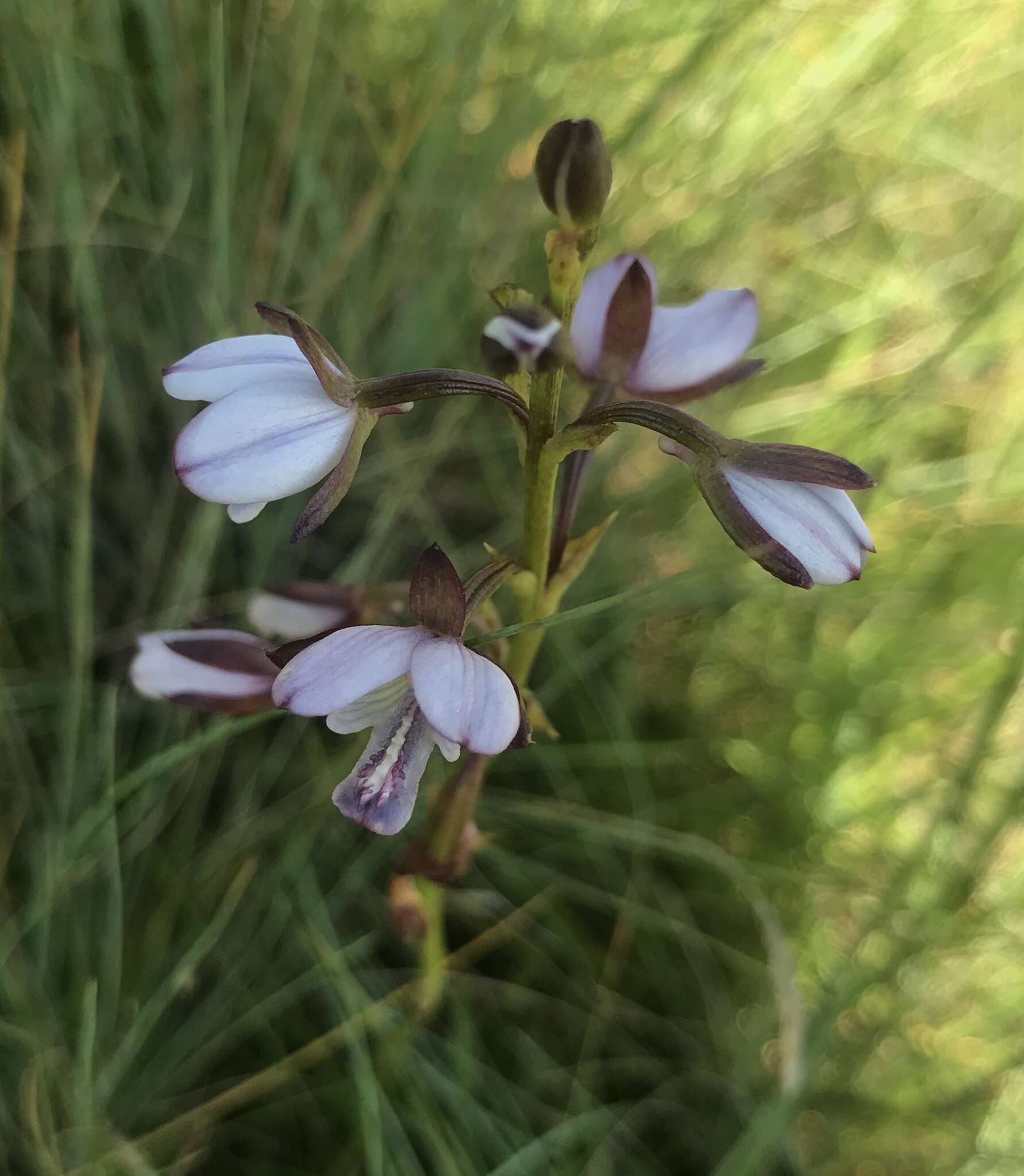 Sivun Eulophia ovalis Lindl. kuva