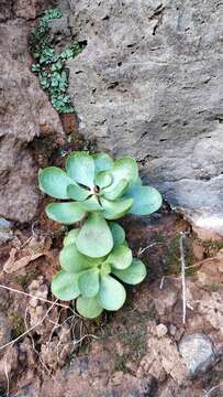 Image of Aeonium glutinosum (Ait.) Webb & Berth.