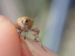 Image of Acorn weevil