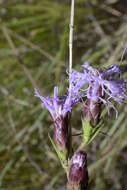 Image of Ontario blazing star