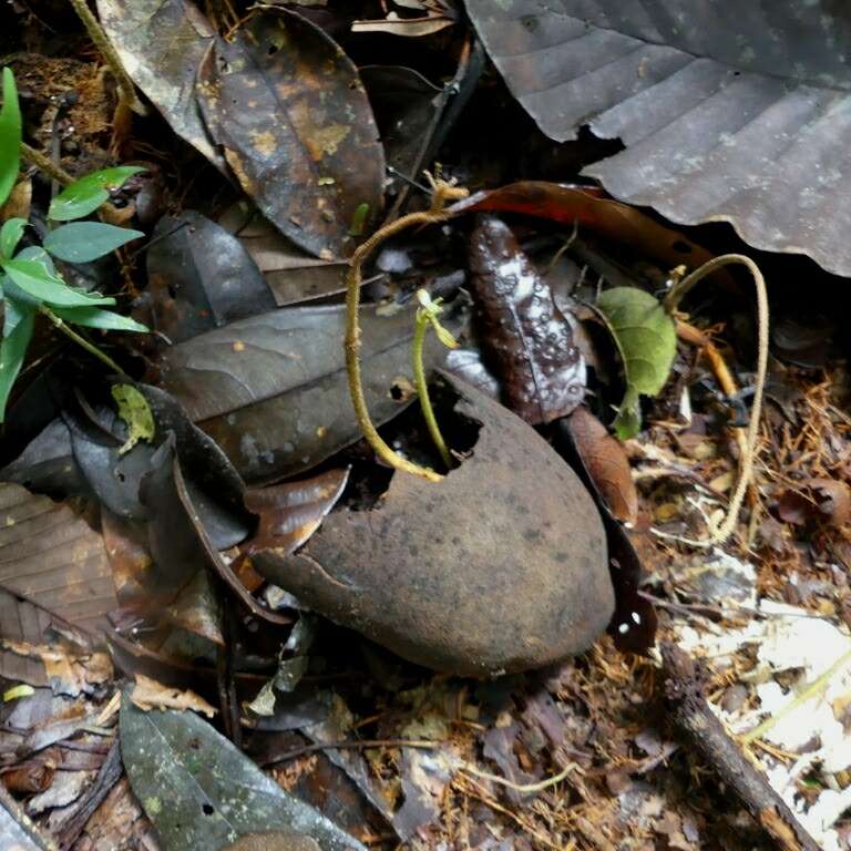 Image of Theobroma subincanum Mart.