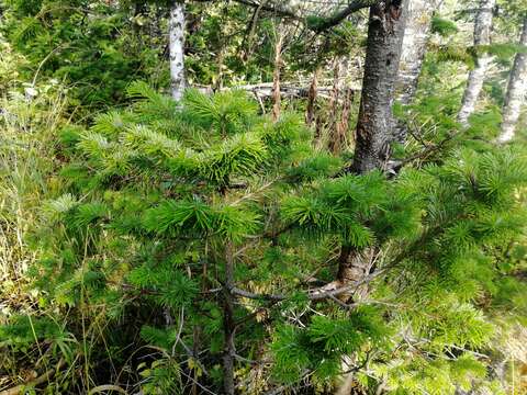 Image of Siberian Fir