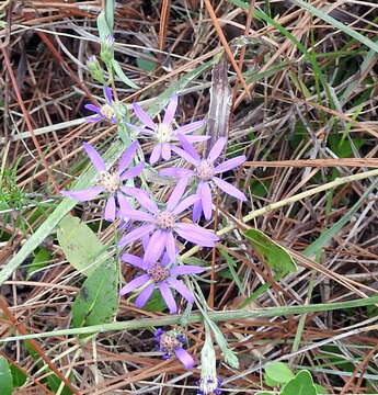 Plancia ëd Symphyotrichum concolor (L.) G. L. Nesom