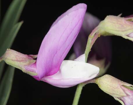 Image of bush vetchling