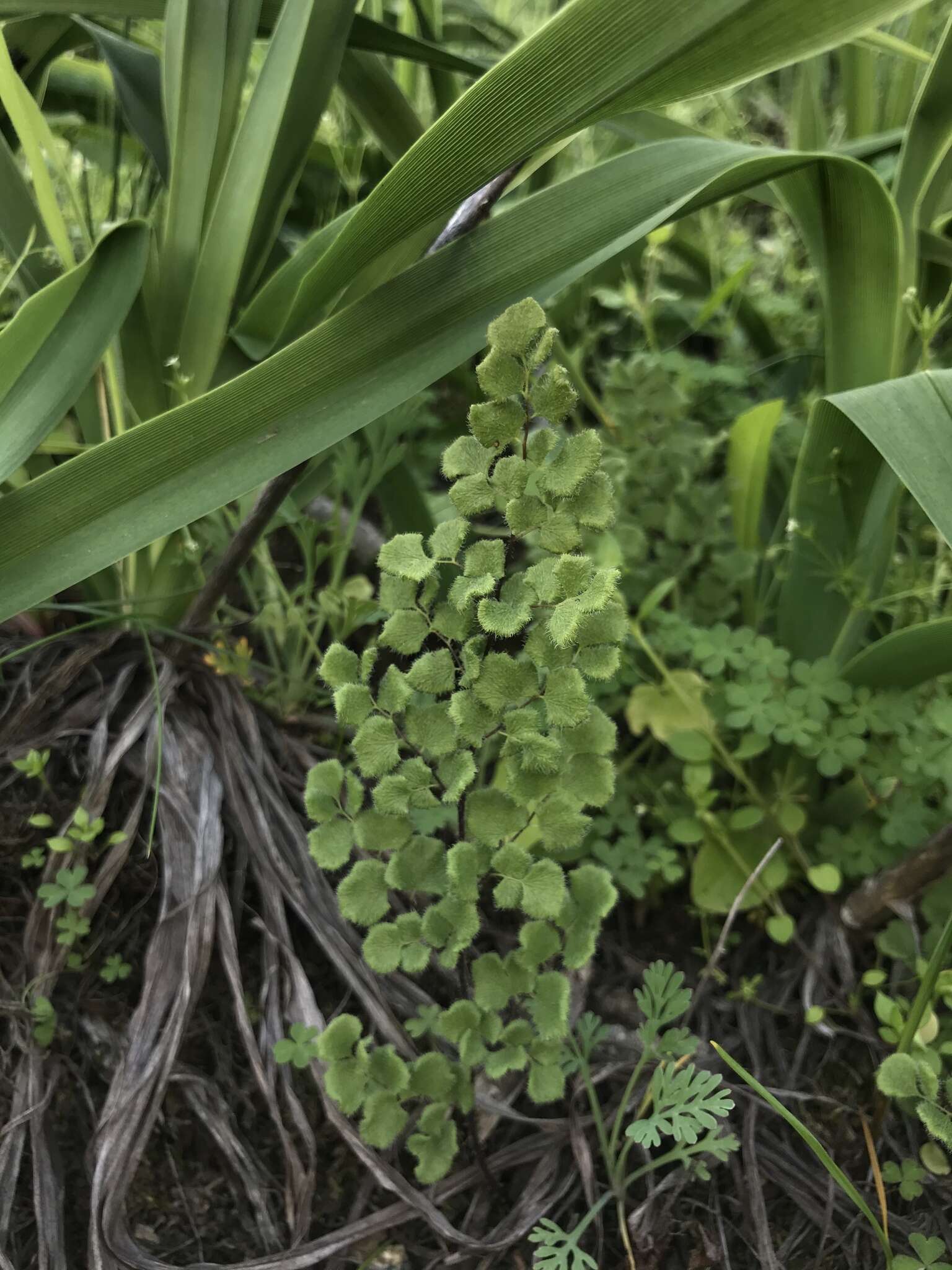 Image of Adiantum thalictroides var. hirsutum (Hook. & Grev.) Sota