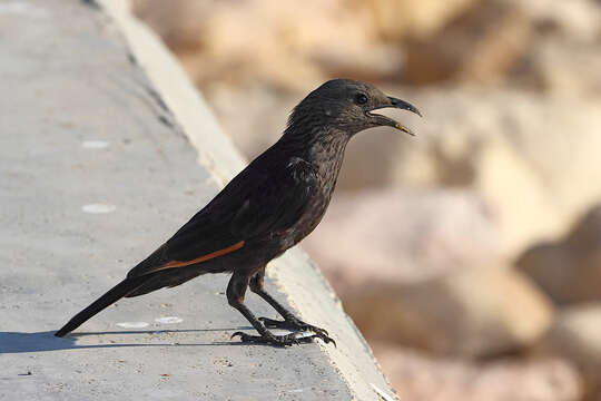 Image of Arabian Chestnut-winged Starling