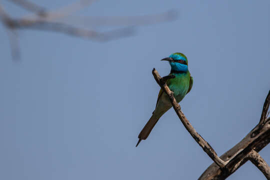 صورة <i>Merops cyanophrys</i>