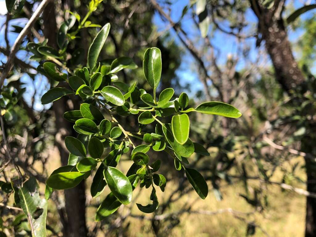 صورة Jasminum didymum subsp. racemosum (F. Muell.) P. S. Green