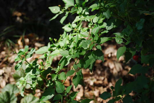 Image of cayenne pepper