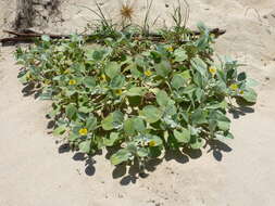 Image of Sand daisy