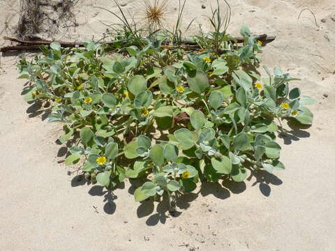 Image of Arctotheca populifolia (Berg.) T. Norl.