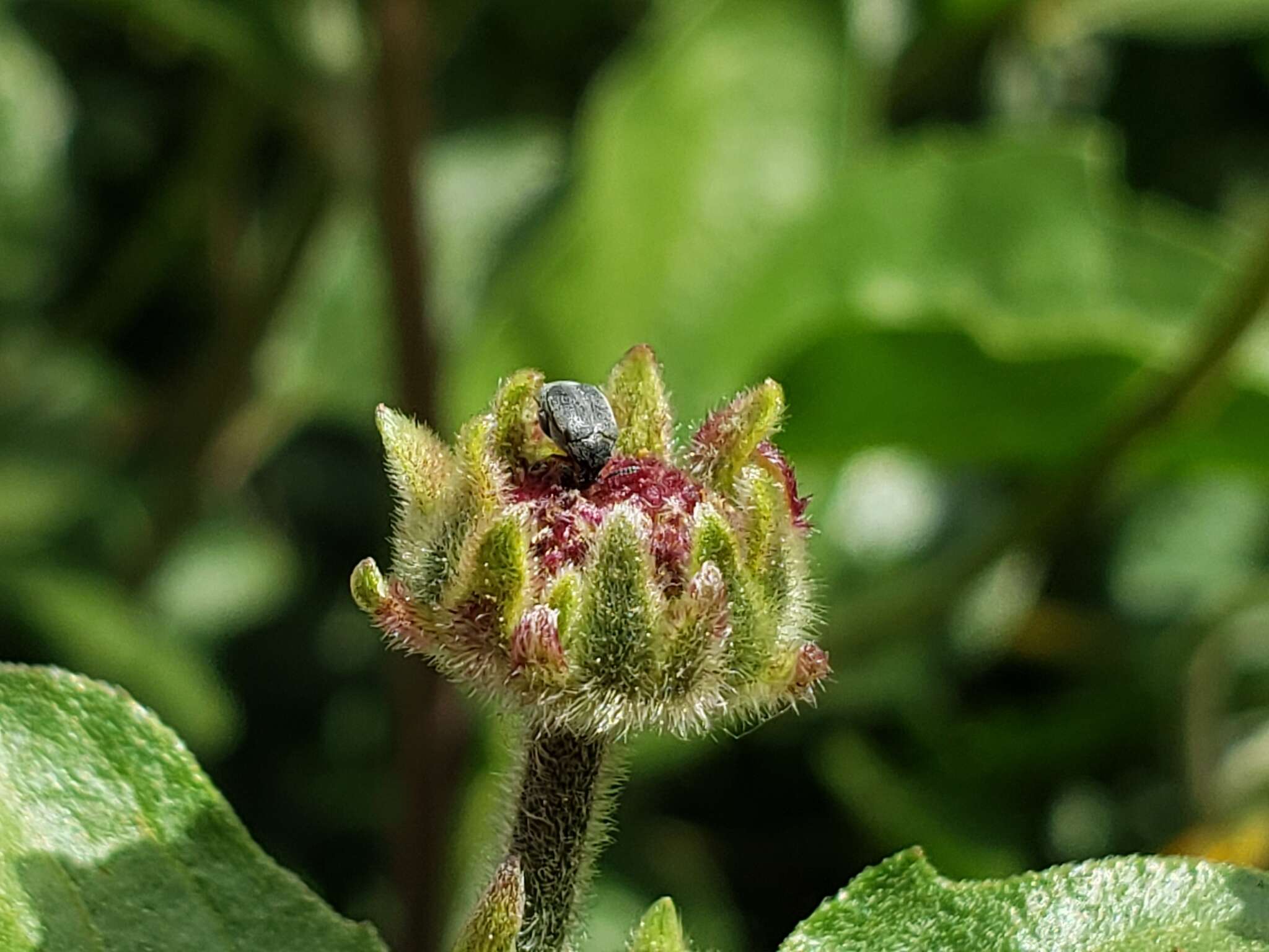 Image of Leaf beetle