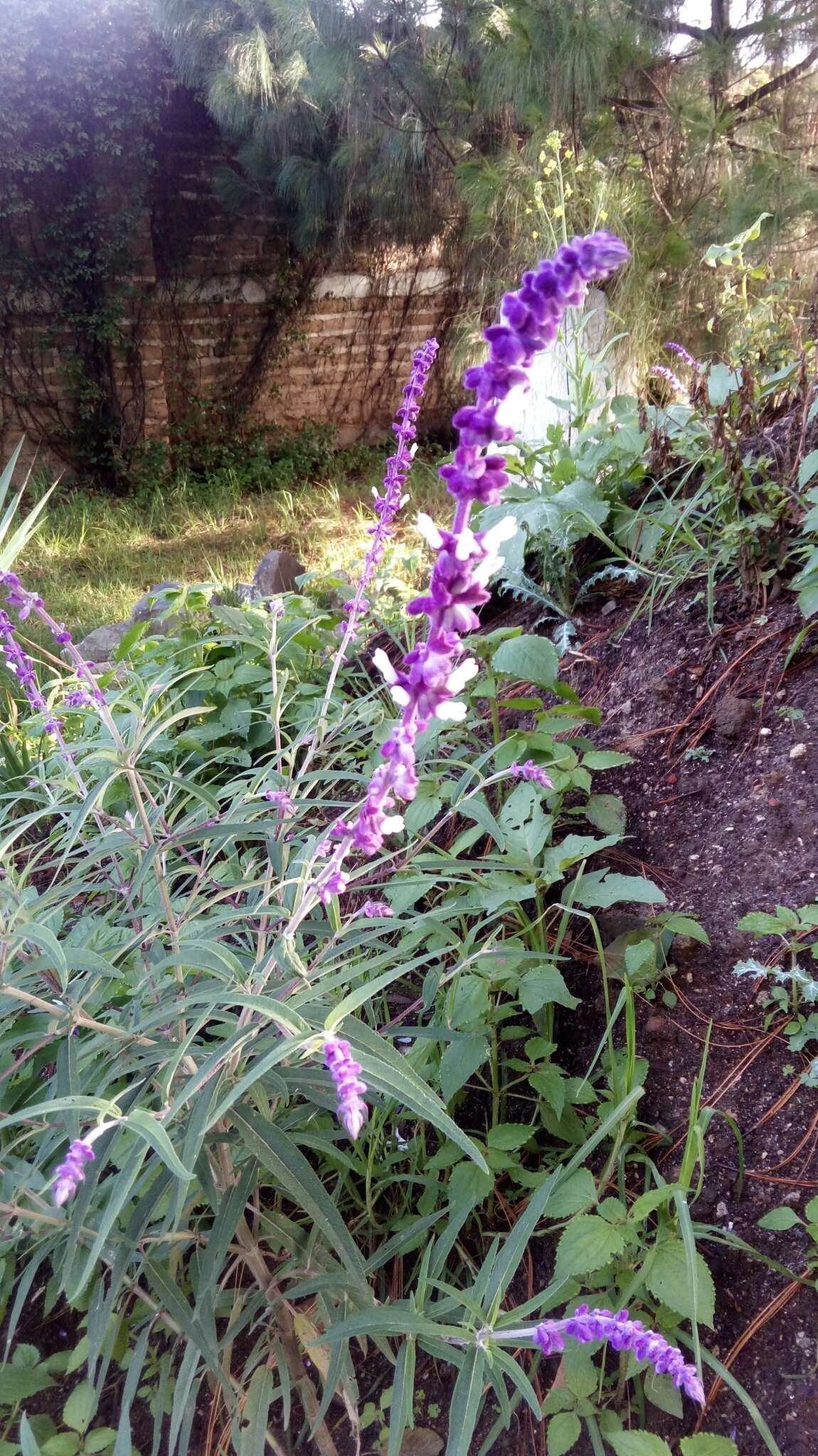 Imagem de Salvia leucantha Cav.