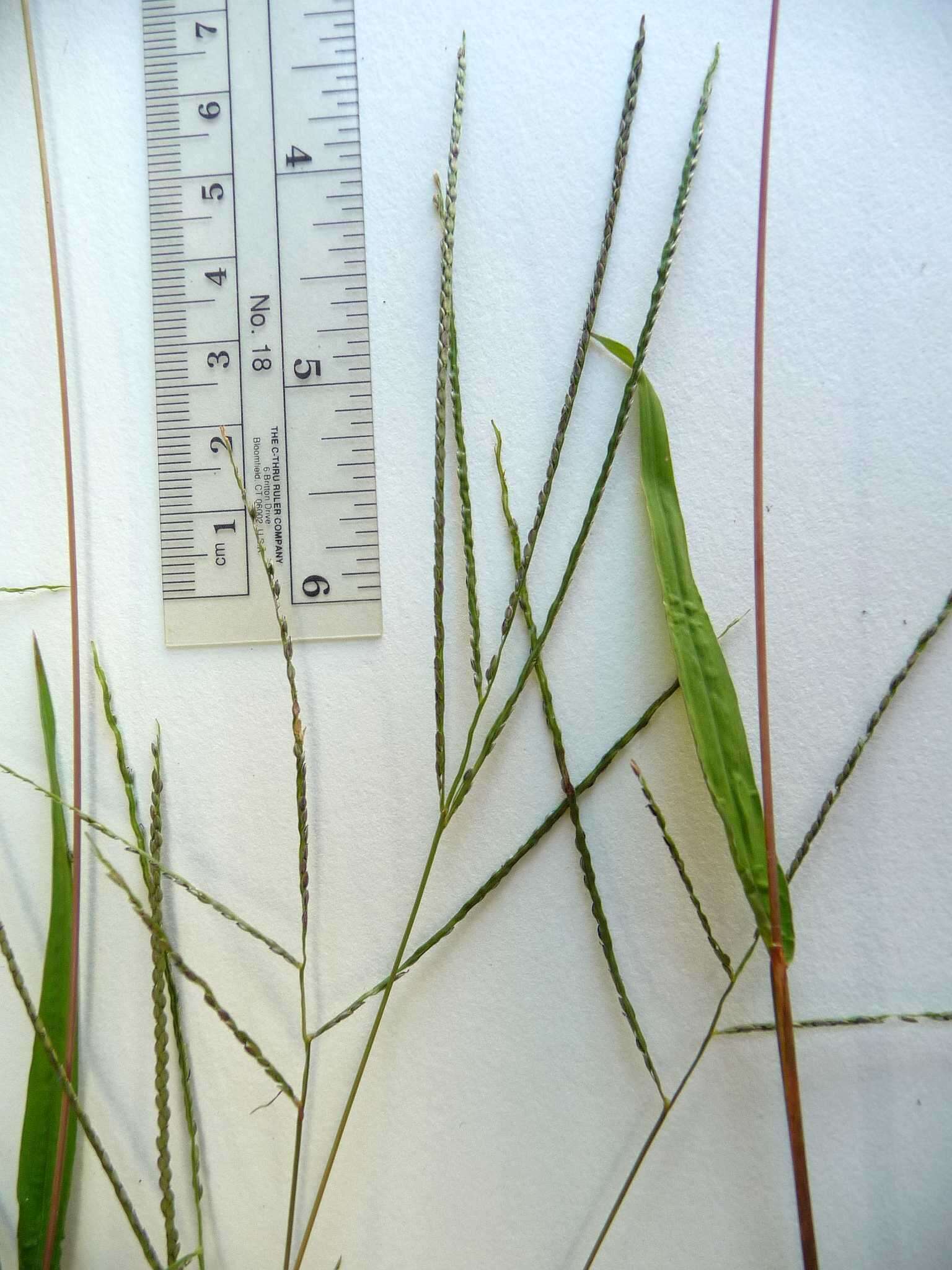 Image of Digitaria ischaemum var. ischaemum