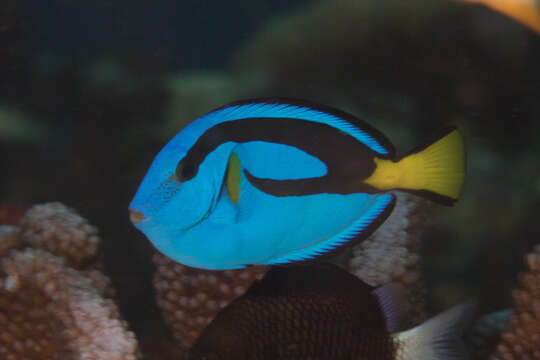 Image of Paracanthurus