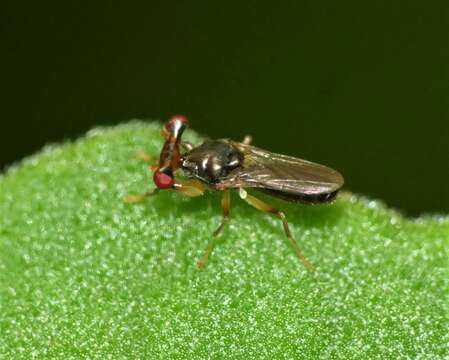 Image of Sphyracephala hearseiana (Westwood 1844)