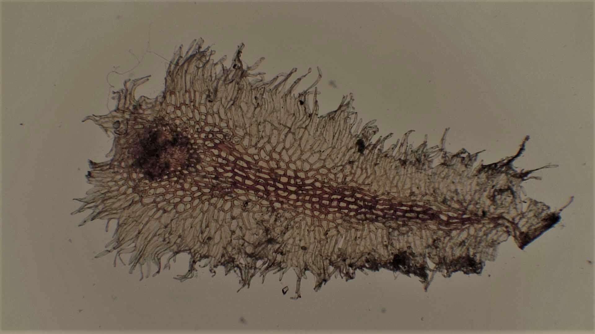 Image of Pleopeltis orientalis Sundue
