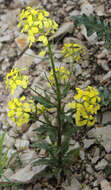 Image of Erysimum ibericum (Adams) DC.