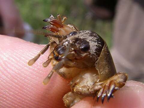 Image of European Mole Cricket