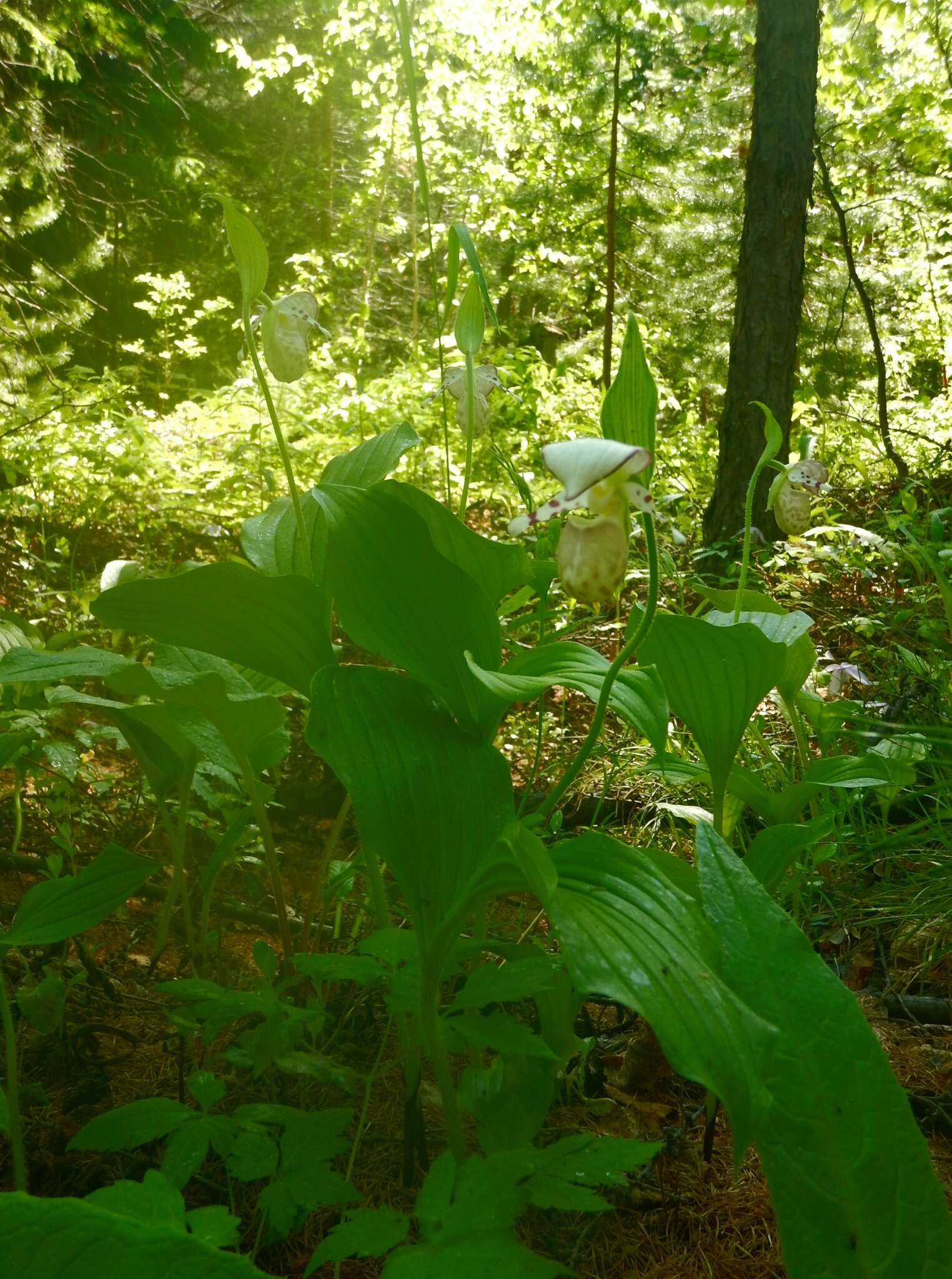 Image of hybrid ladyslipper