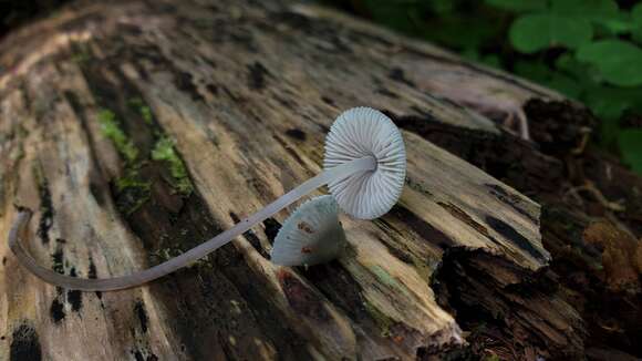 Image of Mycena amicta (Fr.) Quél. 1872