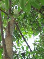 Image of Long-tailed Parakeet