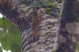 Image of Brown-throated Treecreeper