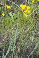 Plancia ëd Utricularia cornuta Michx.