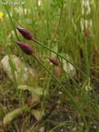 Image of wild onion