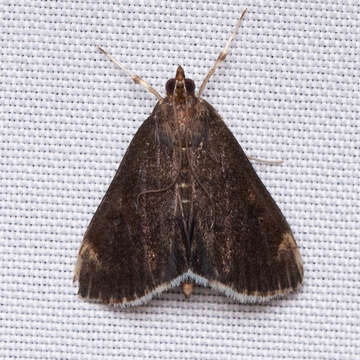 Image of White-fringed Pyrausta Moth