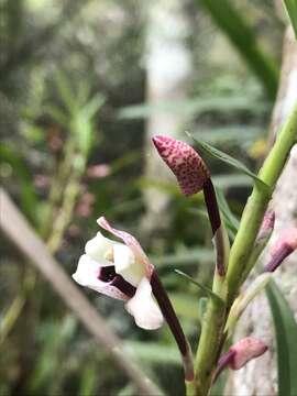 Image of Maxillaria lawrenceana (Rolfe) Garay & Dunst.