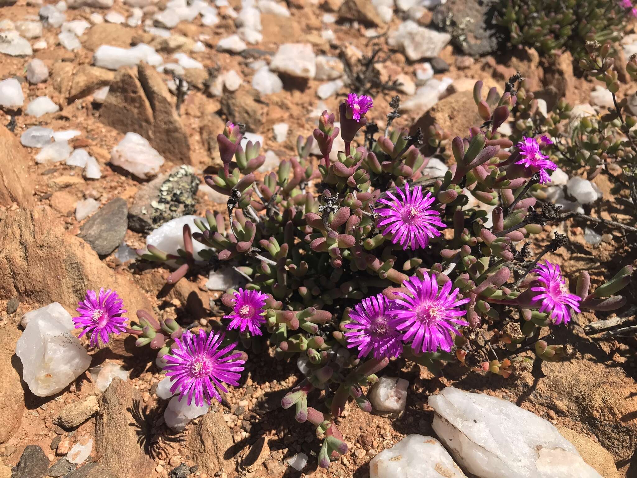 Imagem de Schlechteranthus connatus (L. Bol.) R. F. Powell