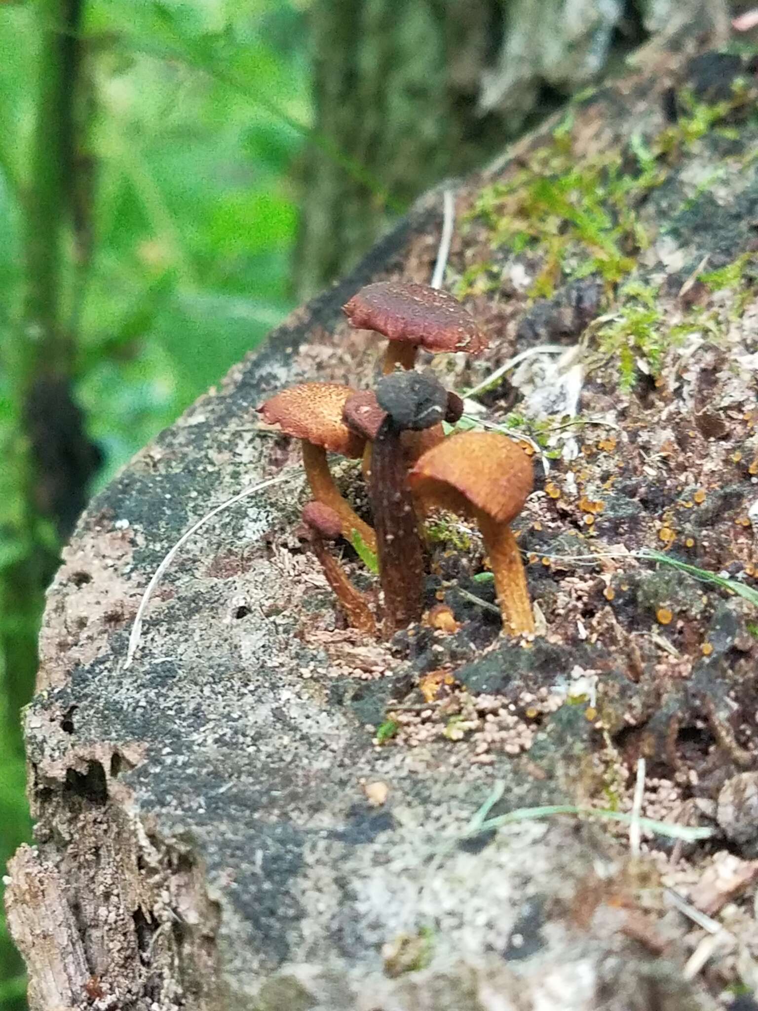 Imagem de Pholiota granulosa (Peck) A. H. Sm. & Hesler 1968