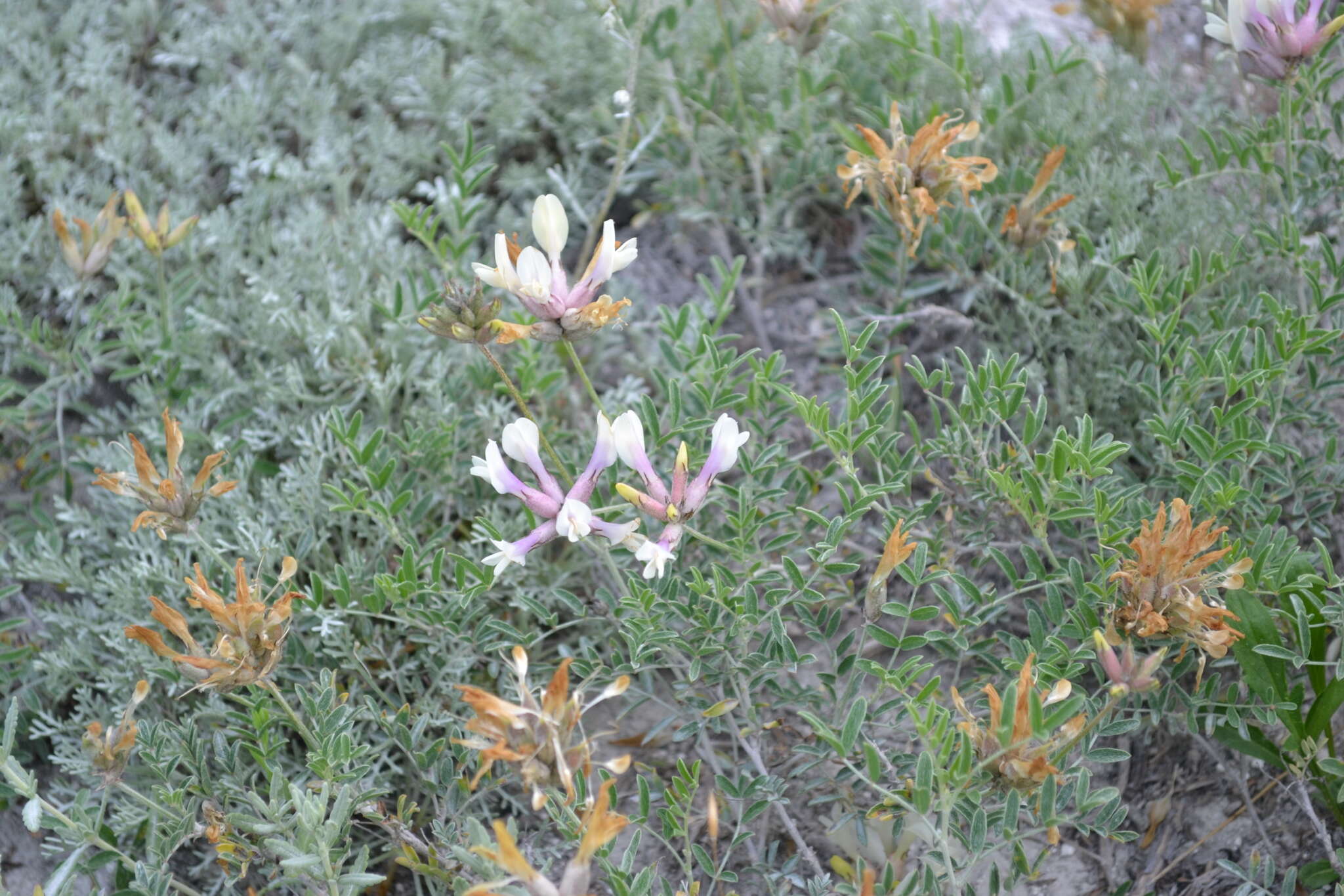 صورة Astragalus albicaulis DC.