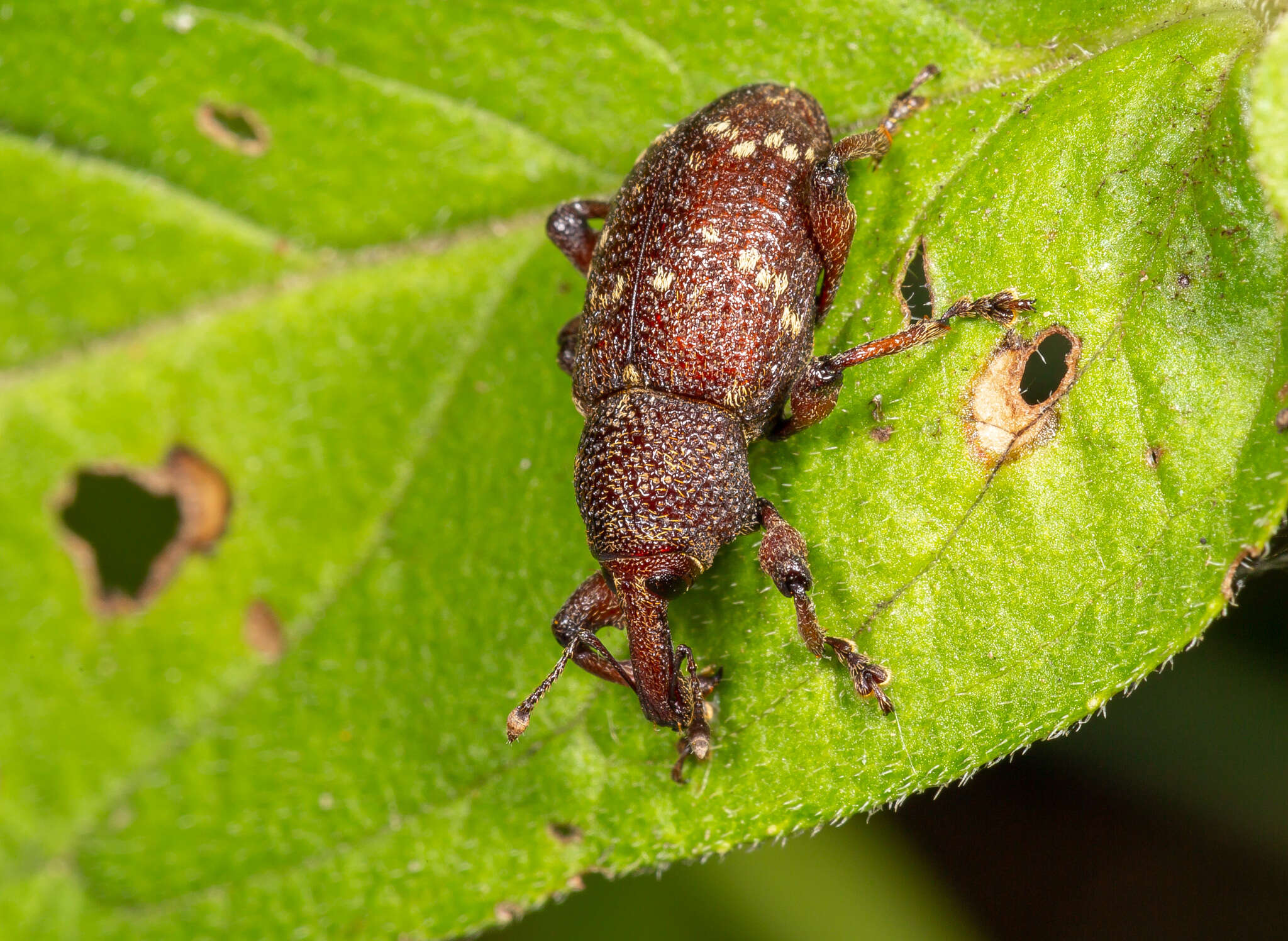 Hylobius transversovittatus (Goeze & J. A. E. 1777) resmi