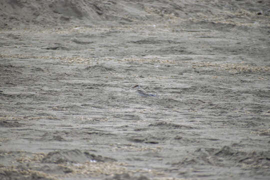 Image of Peruvian Tern