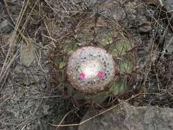 Image of Melocactus peruvianus Vaupel