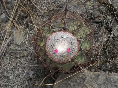 Melocactus peruvianus Vaupel resmi