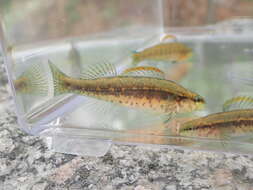 صورة Etheostoma mariae (Fowler 1947)