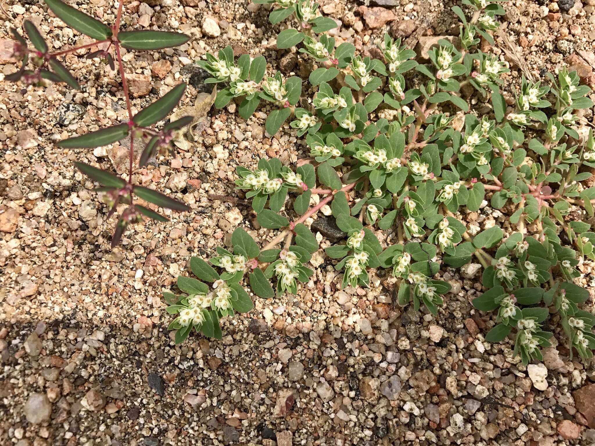 Image of Euphorbia indivisa (Engelm.) Tidestr.