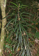 Imagem de Pseudopanax linearis (Hook. fil.) K. Koch