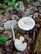 Image de Collybia alboflavida (Peck) Kauffman 1923