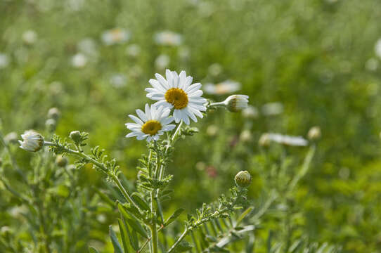 Image of Austrian chamomile