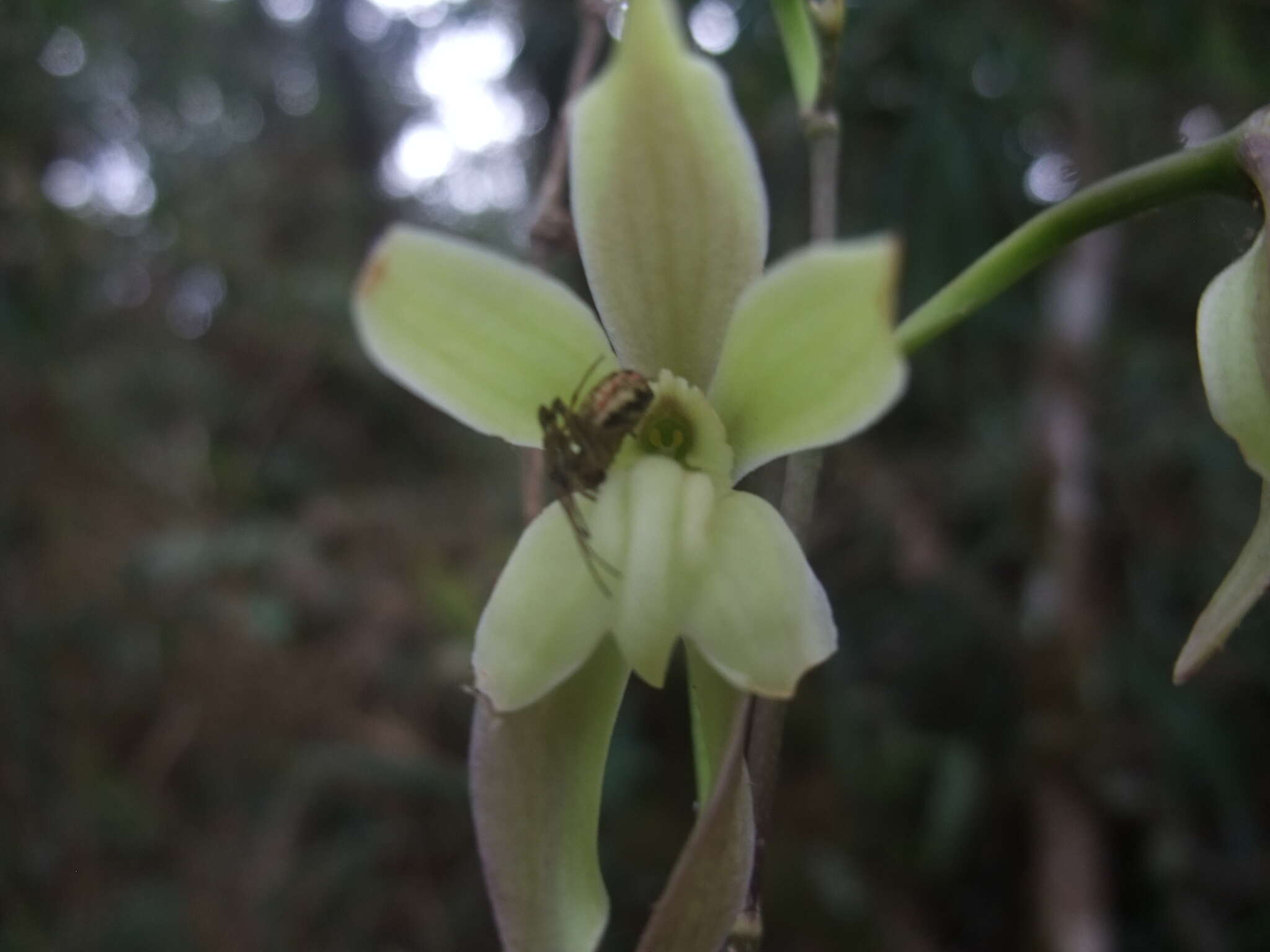 Image of Oliveriana egregia Rchb. fil.