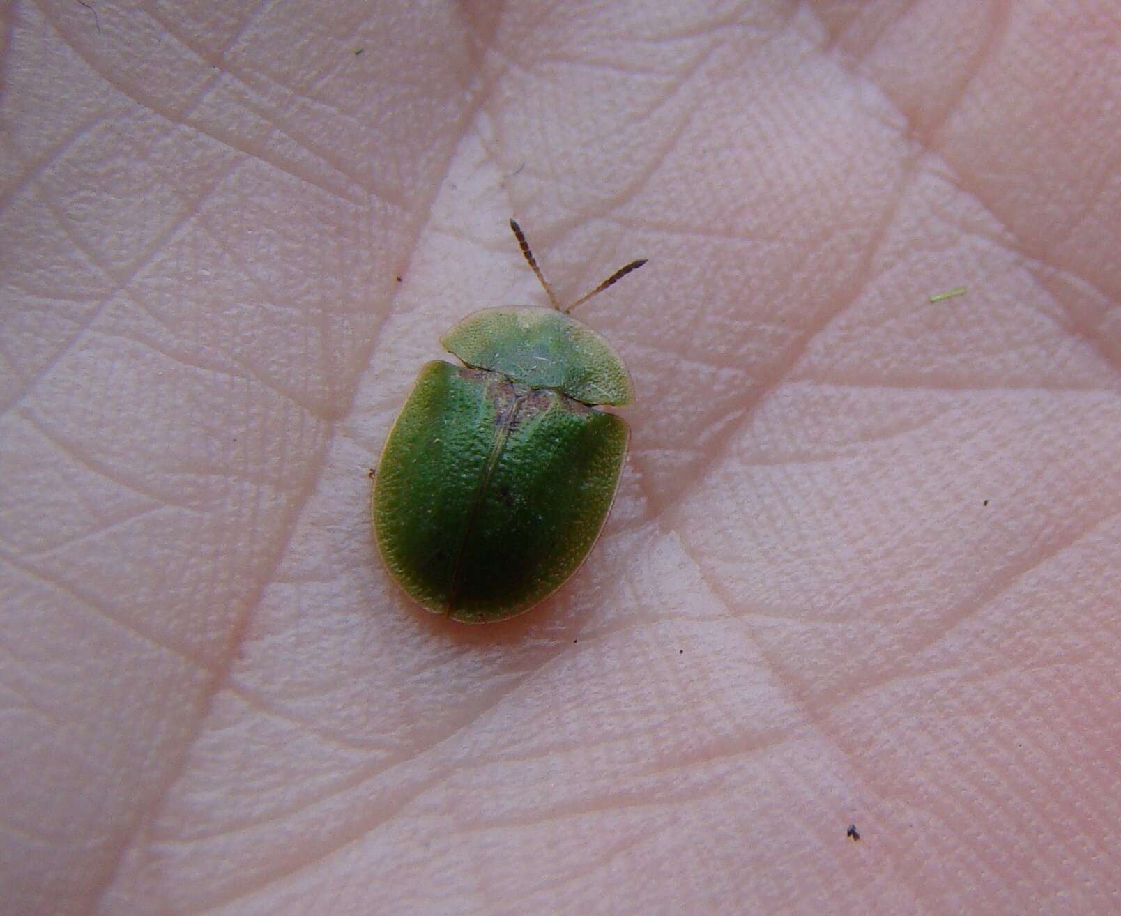 Image of thistle tortoise beetle