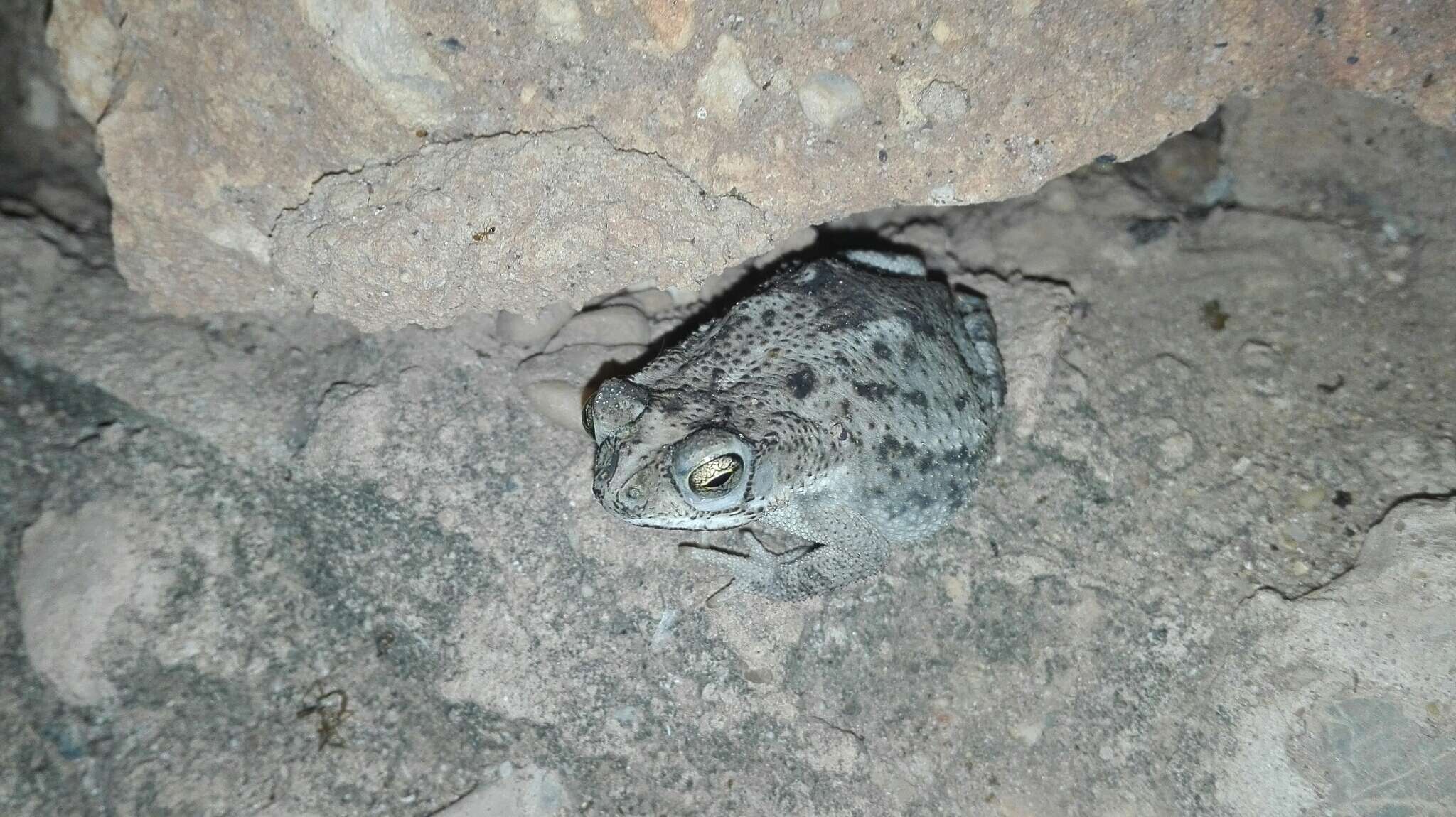 Imagem de Rhinella humboldti (Gallardo 1965)