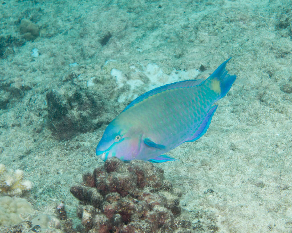 Image of Batavian Parrotfish